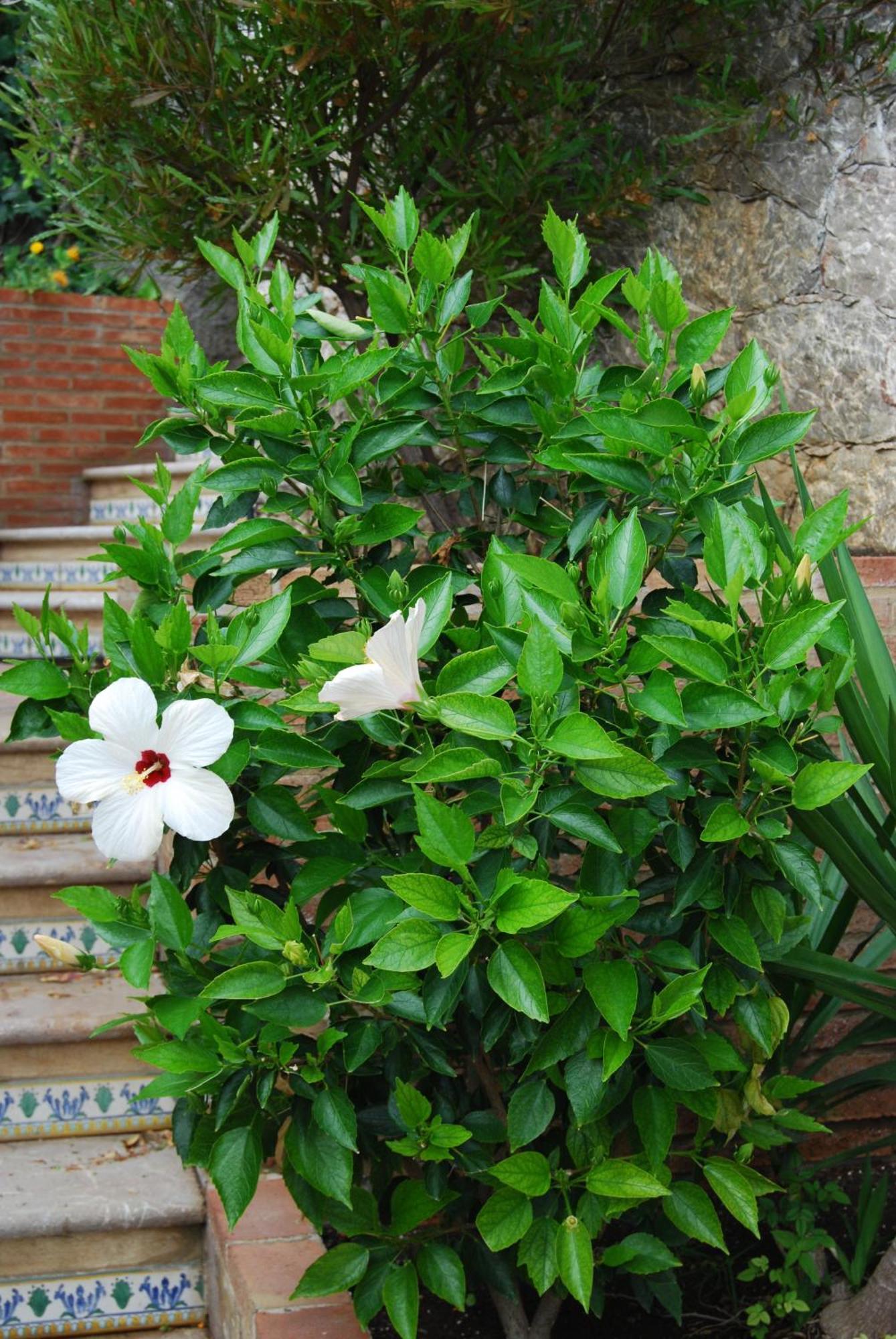 Villa Angela Taormina Kültér fotó