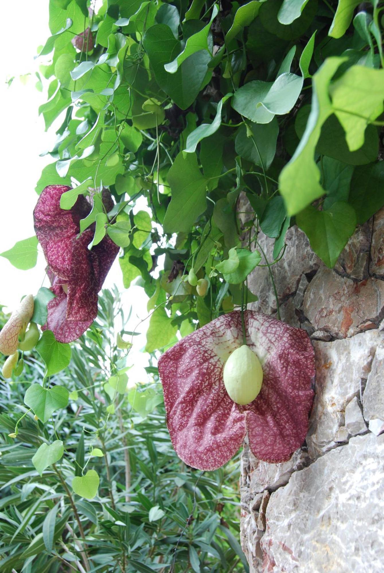 Villa Angela Taormina Kültér fotó
